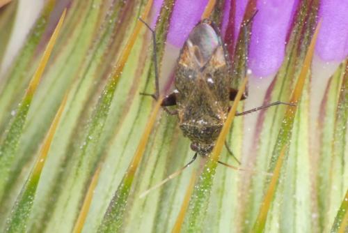 Réf. 285 740 : Lepidargyrus ancorifer